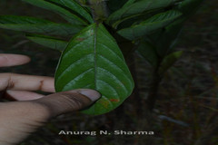 Crotalaria pulchra